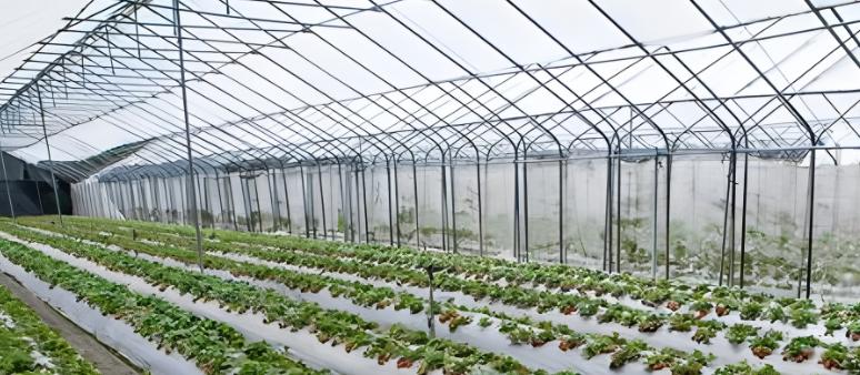 UV masterbatch for green house 2 UV masterbatch for green house 2