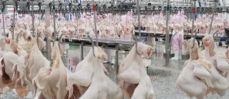 CE certified chicken slaughterhouse