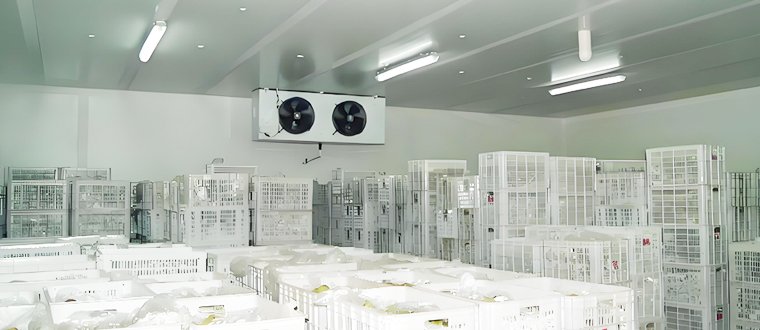 cold room for meat/seafood/fruits/vegetables