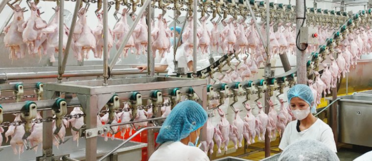 Chicken Slaughterhouse line