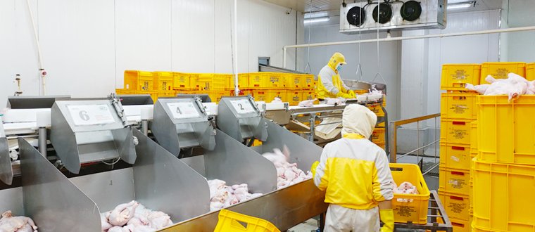 Chicken Slaughterhouse