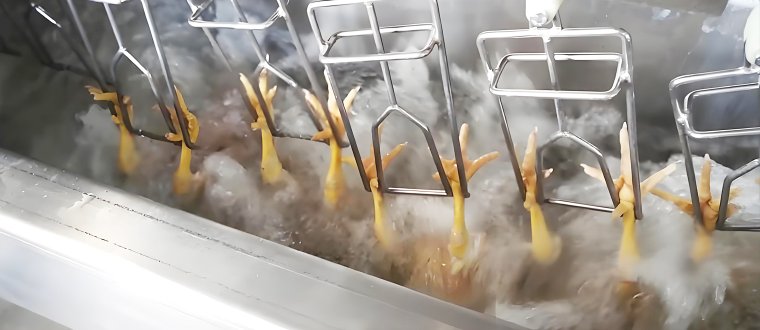 complete poultry processing plant