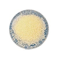 Saponified FT Wax BN-859