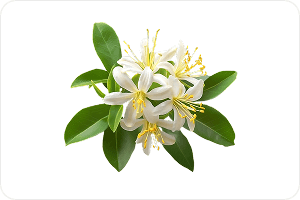 honeysuckle