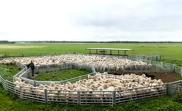 Removable prefabricated livestock enclosure