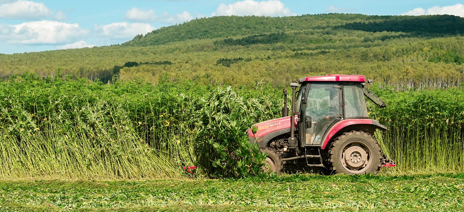 Harvesting & Retting