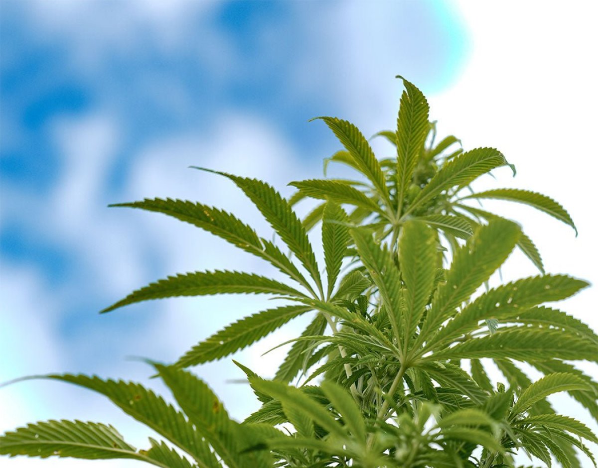 EMBRACING SUSTAINABILITY WITH HEMP FLEECE FABRICS