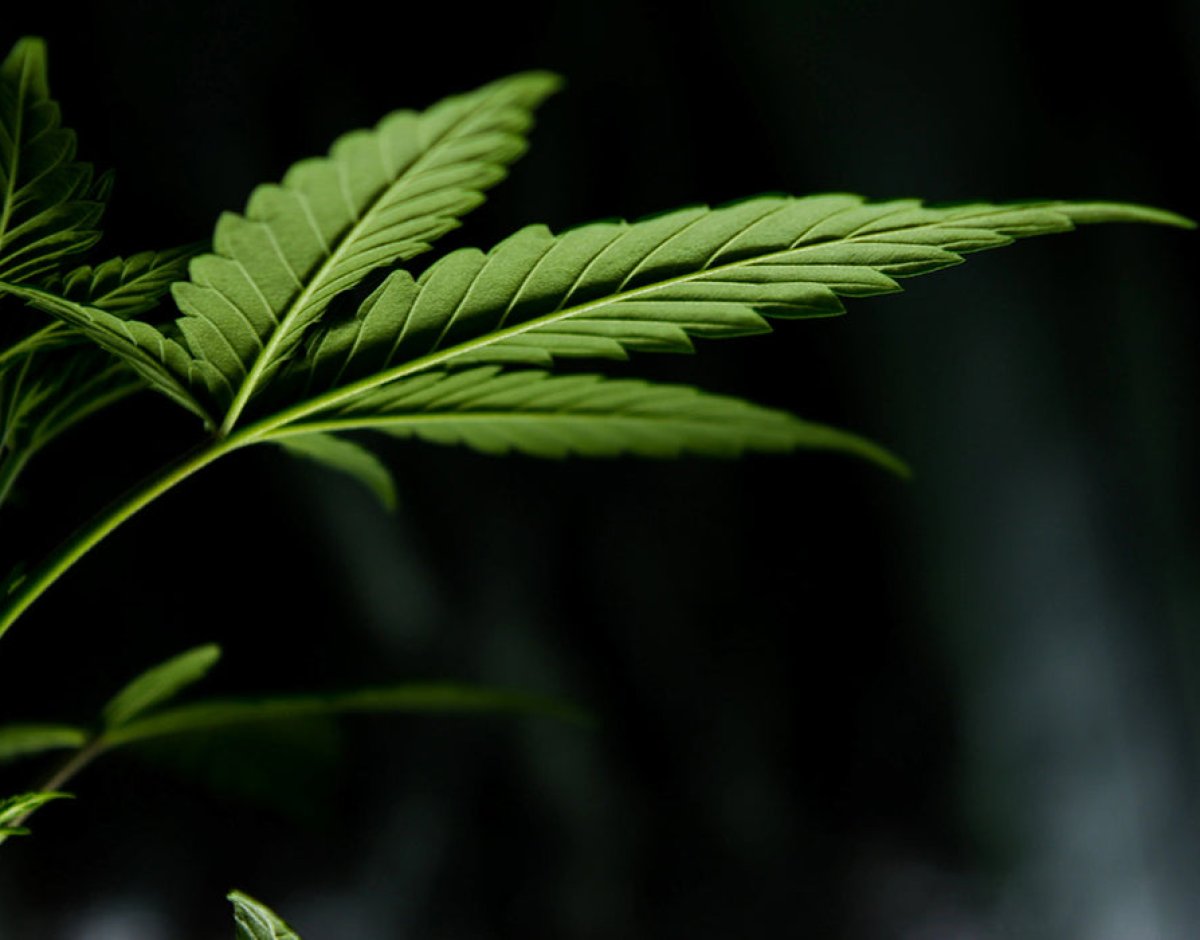 EXPLORING THE VERSATILITY AND SUSTAINABILITY OF PURE HEMP TEXTILE