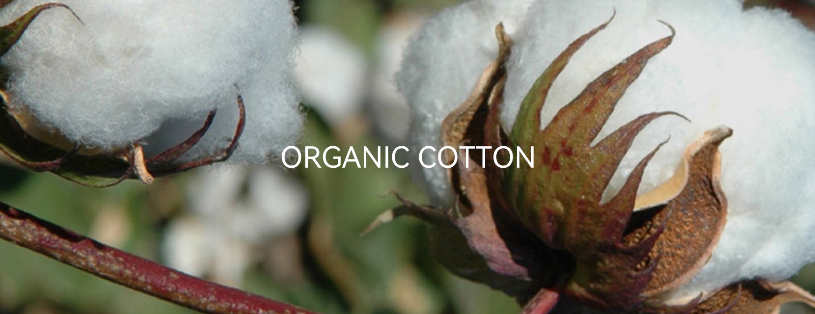 Organic Cotton