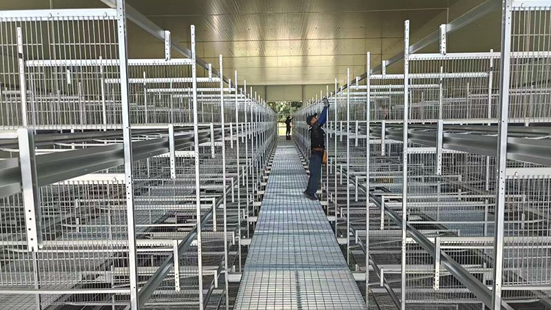 30,000 brooding Project in  Korea