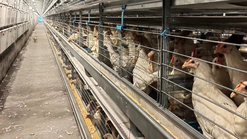 Expansion project of 100,000 laying hens in Chongqing, China 