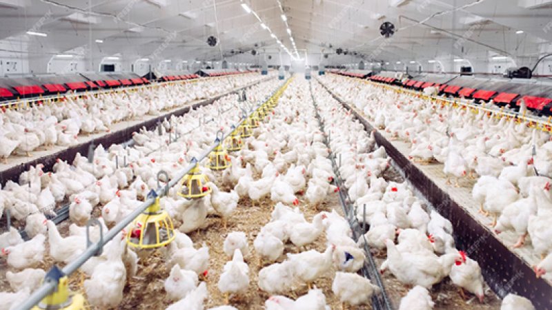 Production And Sales Of Automatic Galvanized Chicken Cage Poultry Equipment Chicken