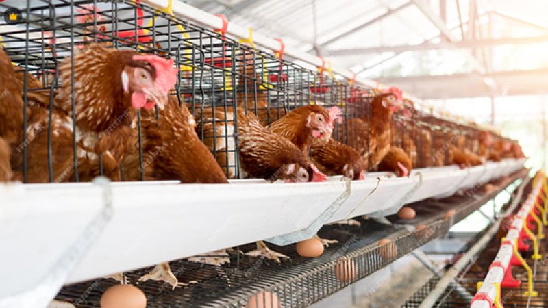 About Product Shipping