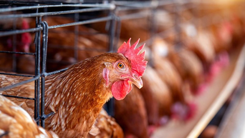 Feed System - Feed Tower