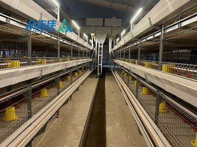 _0015_Broiler cage 1