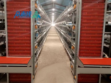 _0027_Egg collection sysytem 3