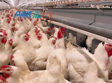 _0004_breeder floor sysytem 2