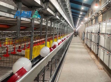 _0016_Broiler cage 2