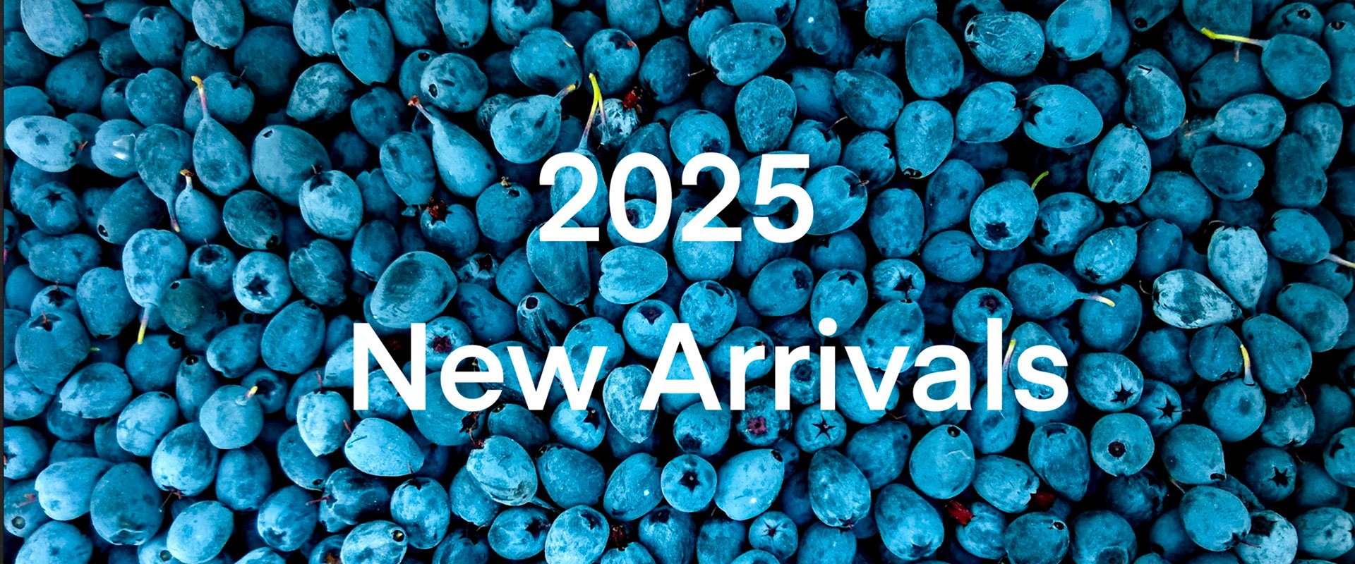 new 2025
