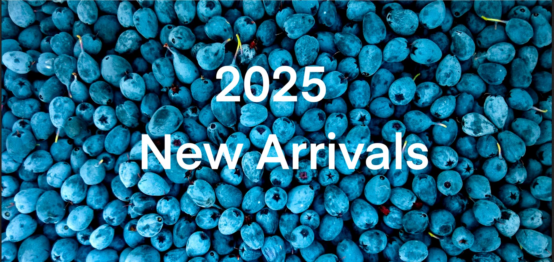 new 2025