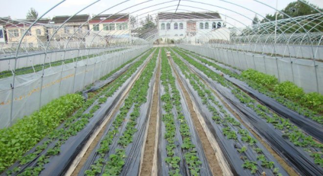 UV stabilizer masterbatch technology revolutionizes the outdoor nonwoven fabric industry