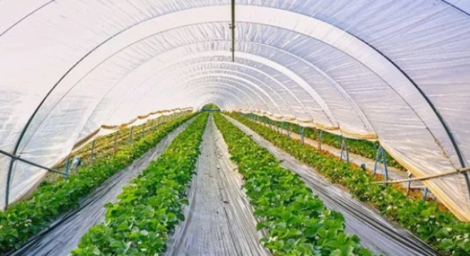 Anti-UV Masterbatch Technology: Upgrading Agricultural Film Industry by Extending Lifespan