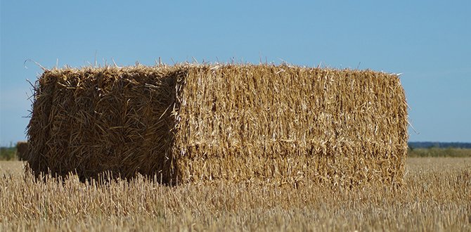 Почему стоит выбрать упаковочный шпагат SSS Agripackaging? Прочность, экономичность и надежность