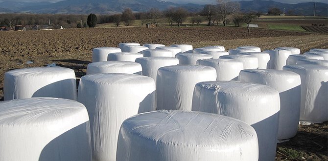 Почему стоит выбрать силосную пленку SSS Agripackaging?