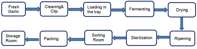 Black Garlic Production Process