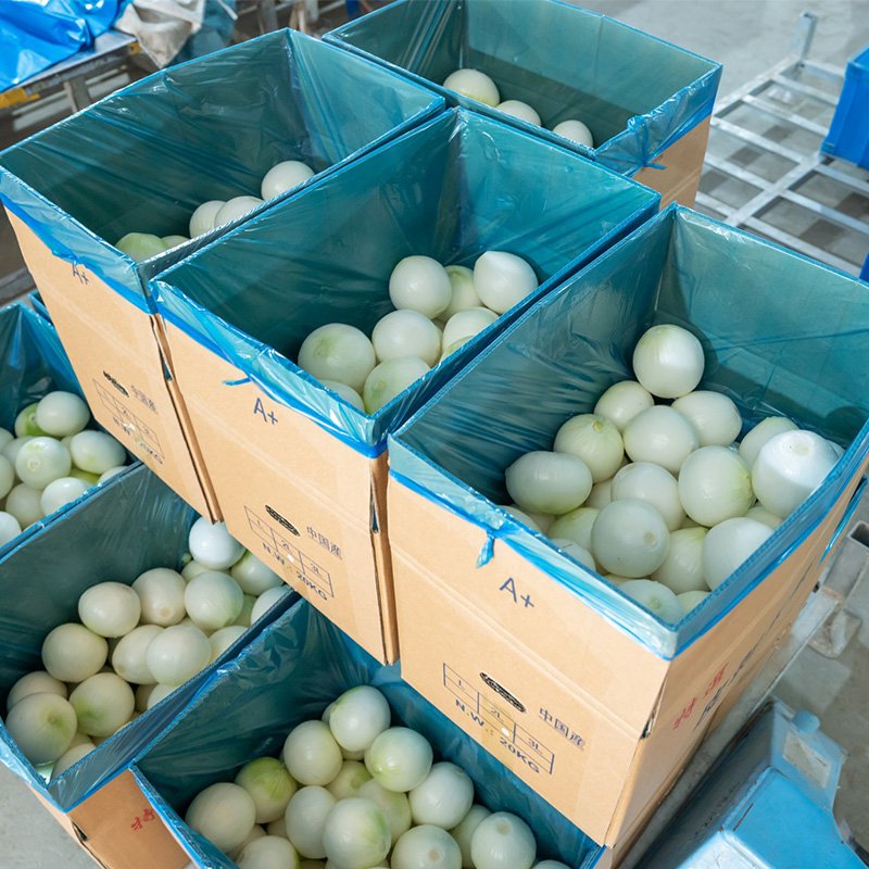 Onion (6)
