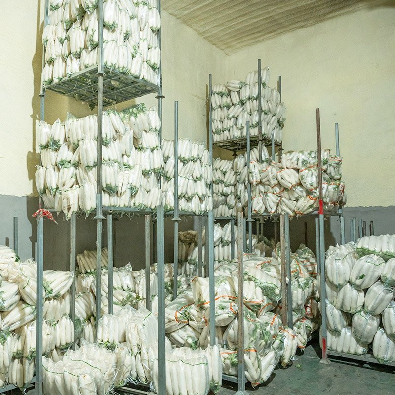 White radish (1)