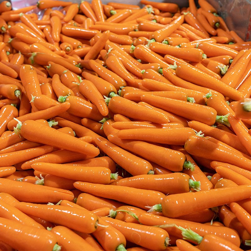 Carrot (4)
