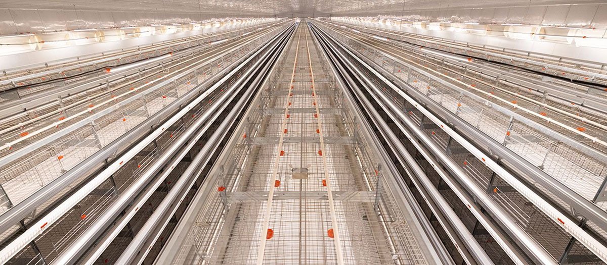 H Type Automatic Layer Cage