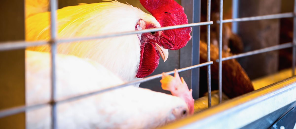 H Type Automatic Broiler Cage