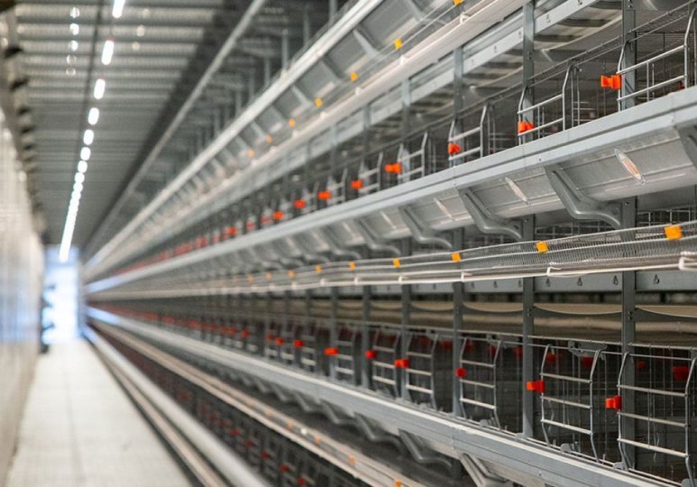 H Type Automatic Pullet Chick Cage
