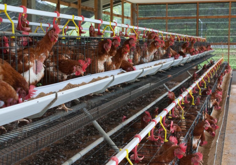 A Type Automatic Layer Cage