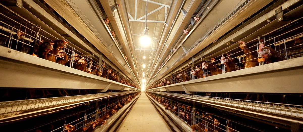 H Type Automatic Layer Cage