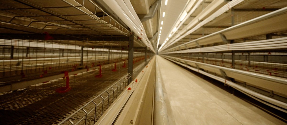 H Type Automatic Broiler Cage