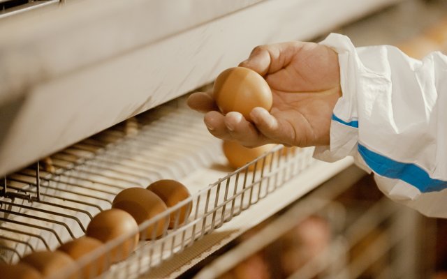 Survival through quality