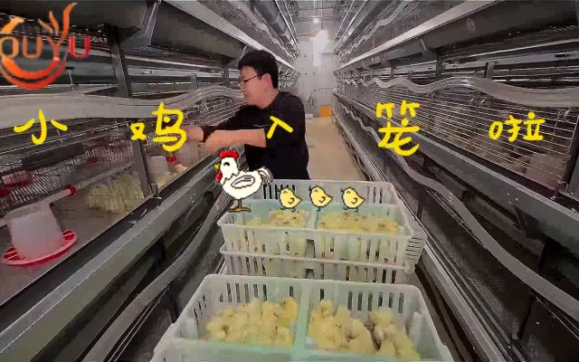 Good luck and great fortune, the young chicks enter the coop!