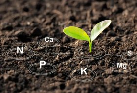 Why Is Soil Improvement So Important? Simple Tips to Boost Plant Growth!