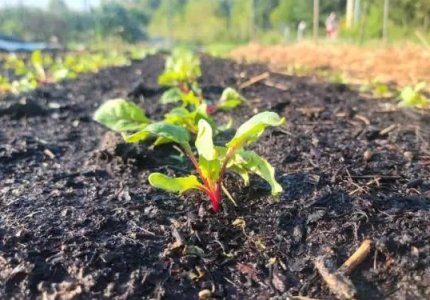 Efficient Water Conservation in Organic Agriculture: Integrating Smart Irrigation with Soil Moisture Retention Gels