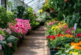 How Soil Hydrogel Change Flower Cultivation?