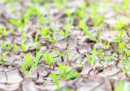 Water Retaining Agents Enhance Efficient Water Utilization and Sustainable Agriculture