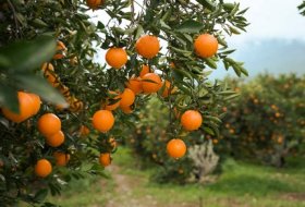 Study on the Application and Effects of Water Retention Agents in Citrus Cultivation