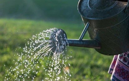 Seed Coating Application