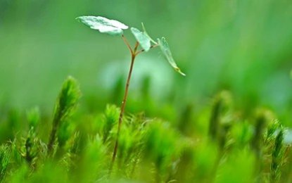 Adopt the Gardening Techniques