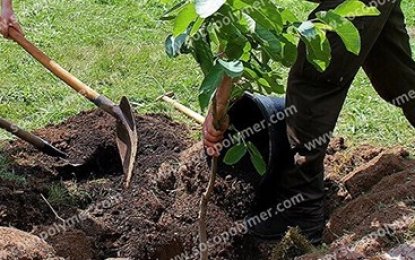 Versatile Soil Compatibility