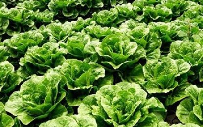 Eco-friendly and Sustainable