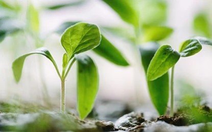 Utilize the Seed-Drill Technique